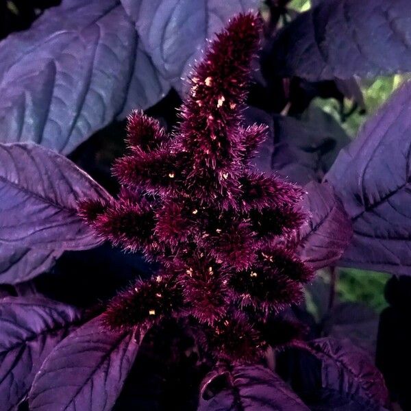 Amaranthus hypochondriacus फूल