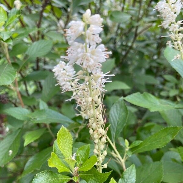 Clethra alnifolia Цвят