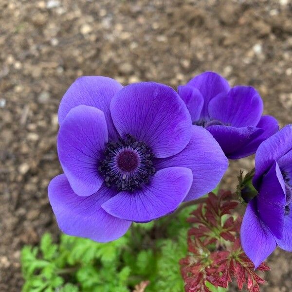 Anemone coronaria Cvet