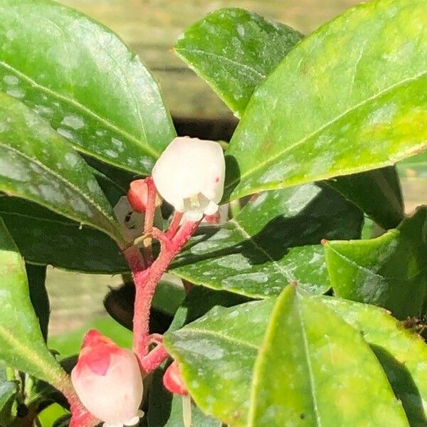 Gaultheria procumbens 葉