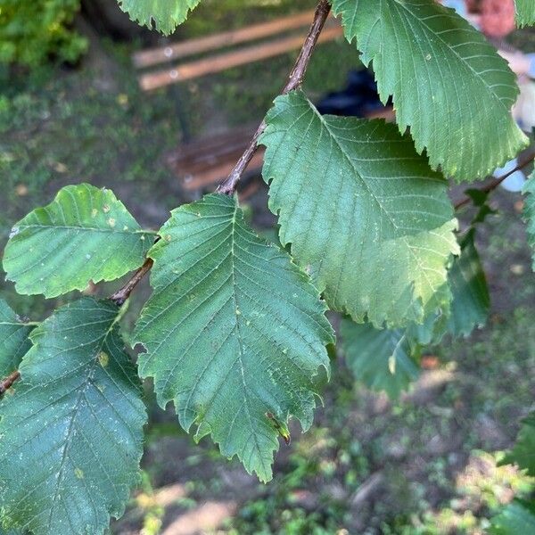 Ulmus laevis Frunză