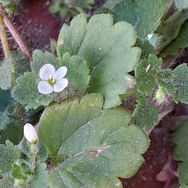 Veronica cymbalaria Folha