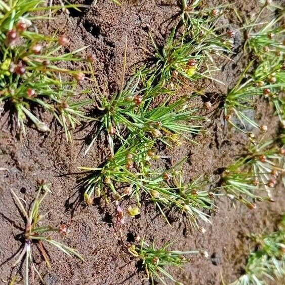 Juncus bulbosus Floare