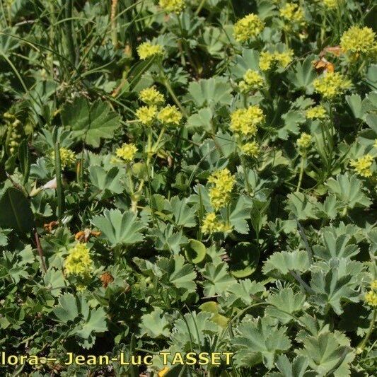 Alchemilla cinerea Habitatea