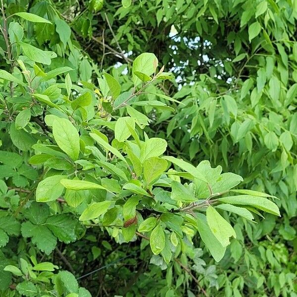 Prunus × fruticans 叶