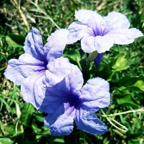 Ruellia tuberosa Flower