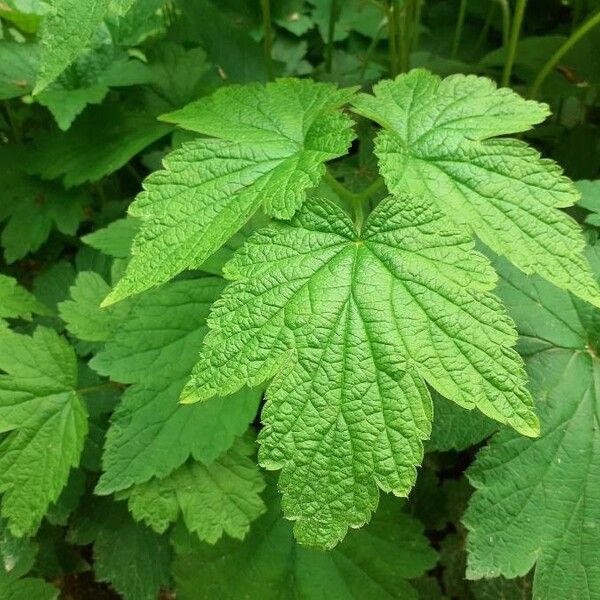 Eriocapitella hupehensis Blad