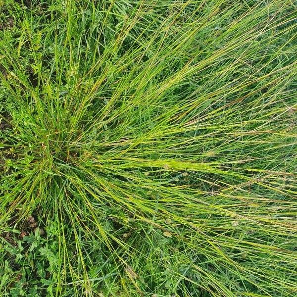 Heteropogon contortus Habit