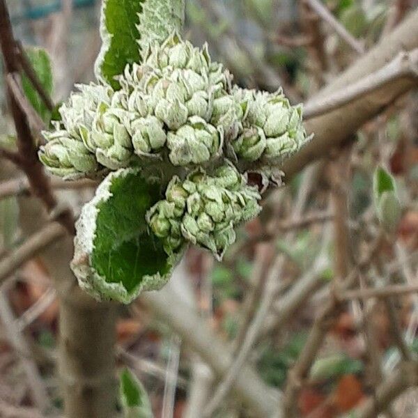 Viburnum lantana Квітка