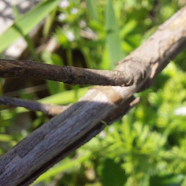 Phlomis cretica Bark