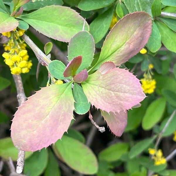 Berberis vulgaris 葉