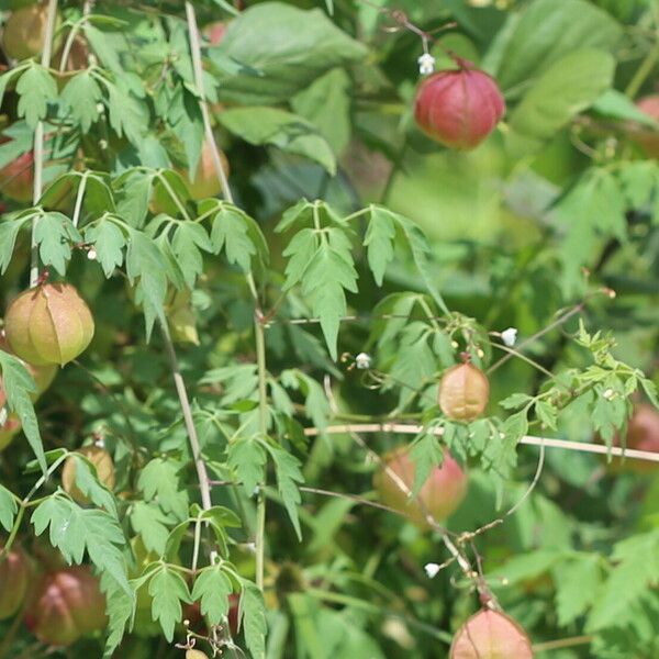 Cardiospermum halicacabum Frucht