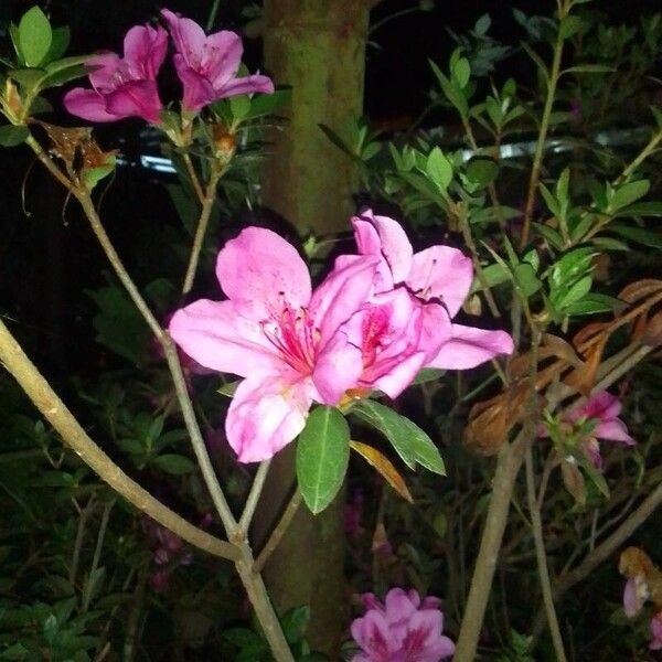 Rhododendron simsii Flower