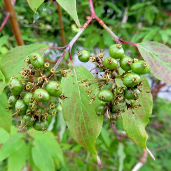 Cornus amomum Плід