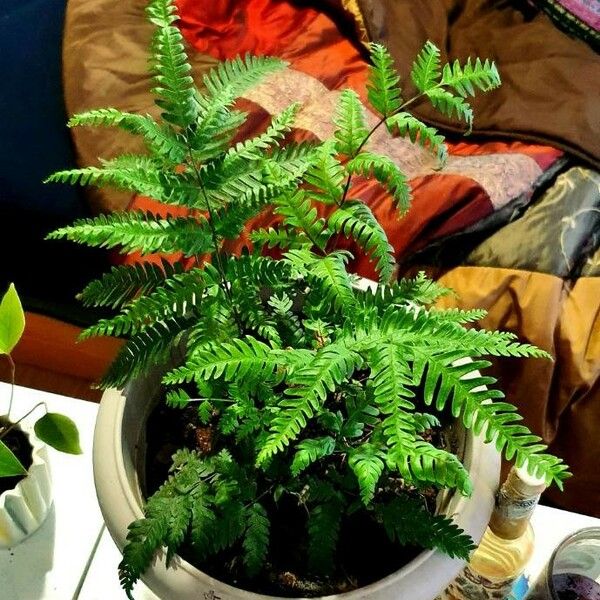 Pteris fauriei Lapas