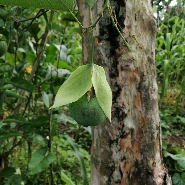 Passiflora maliformis 果