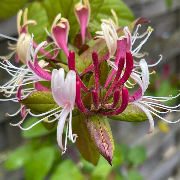 Lonicera caprifolium ফুল