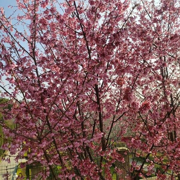 Prunus campanulata Blomst