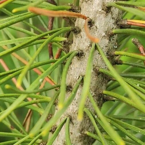 Pinus sylvestris പുറംതൊലി