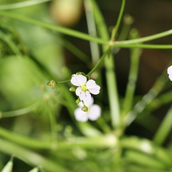 Alisma lanceolatum 花