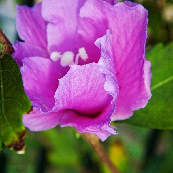 Hibiscus syriacus Fiore