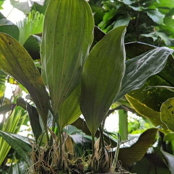 Stanhopea wardii Leaf