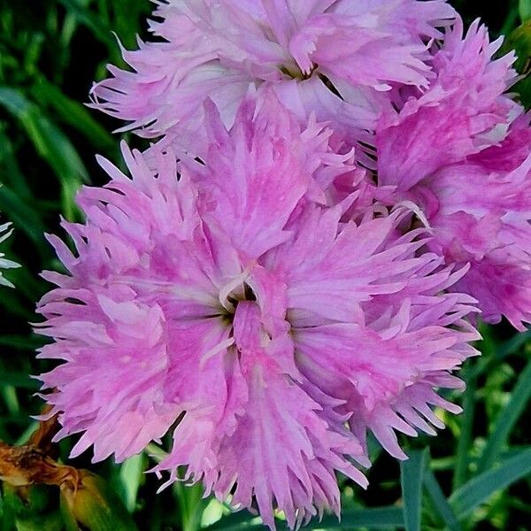 Dianthus plumarius Flower