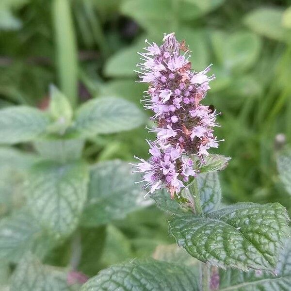 Mentha longifolia 花