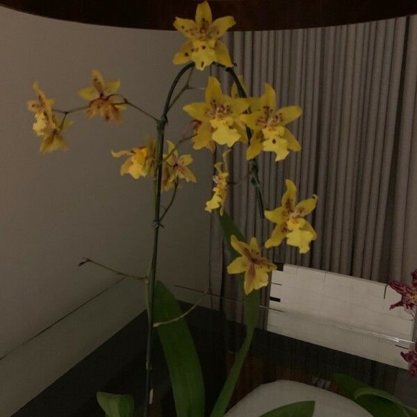 Oncidium ensatum Flower