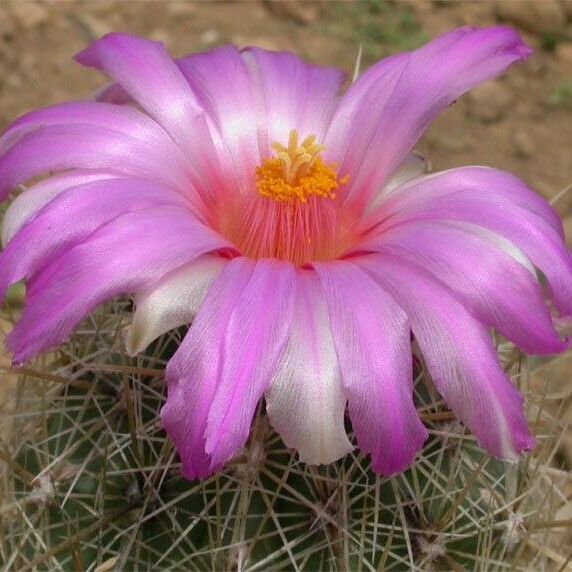 Thelocactus bicolor 花