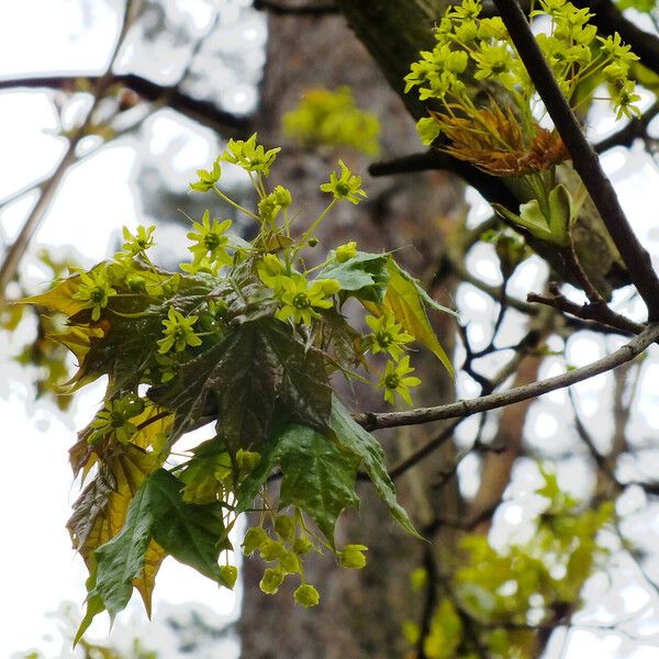 Acer pictum Flower