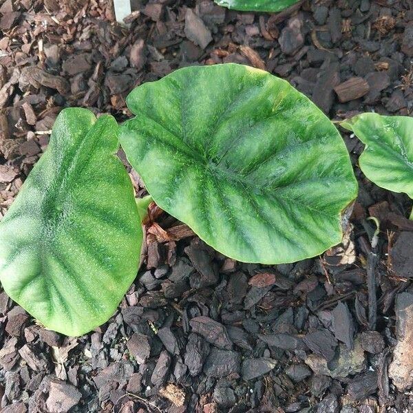 Alocasia clypeolata List