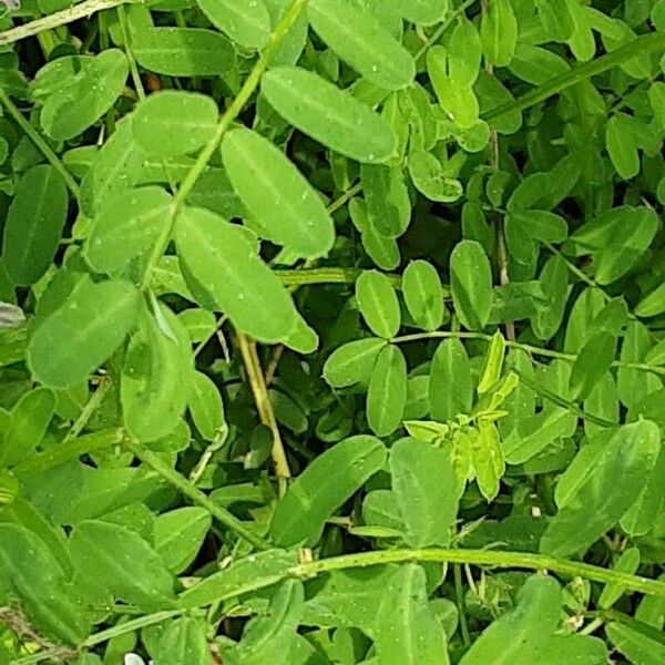 Coronilla varia पत्ता