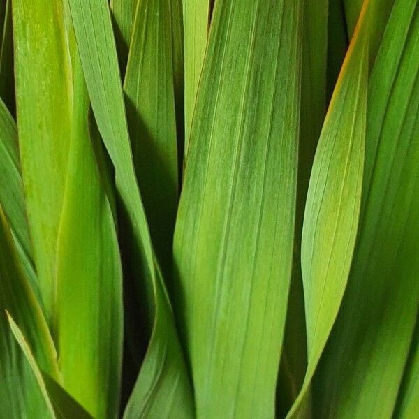 Gladiolus communis Blad