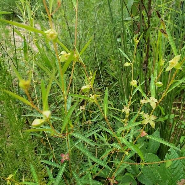 Ludwigia alternifolia Habit