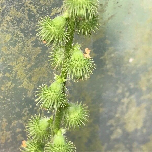 Agrimonia procera Fruit