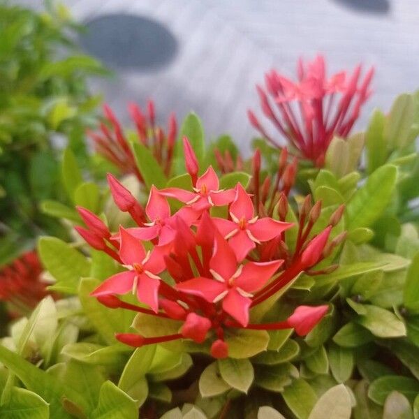 Ixora chinensis Virág