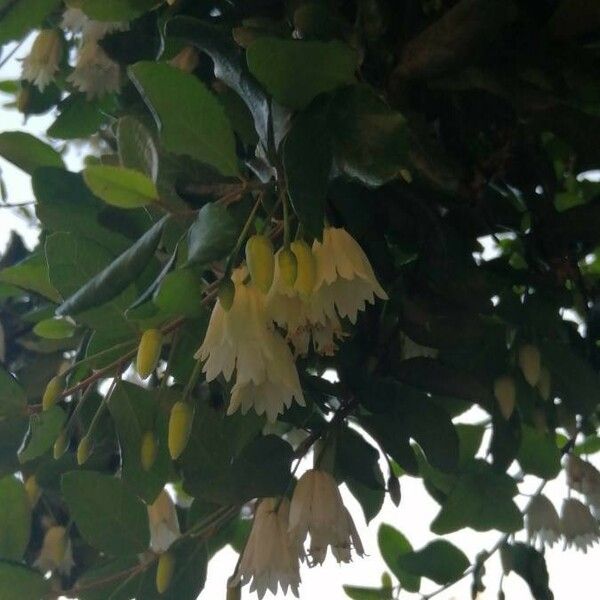 Crinodendron patagua പുഷ്പം