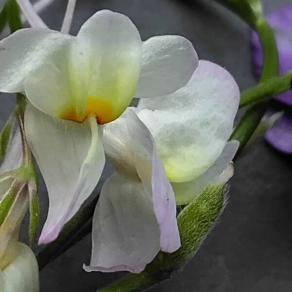 Linaria maroccana Flor