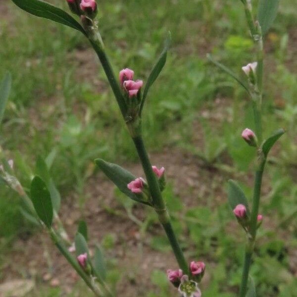 Polygonum aviculare फल