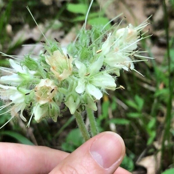 Hydrophyllum fendleri Цветок