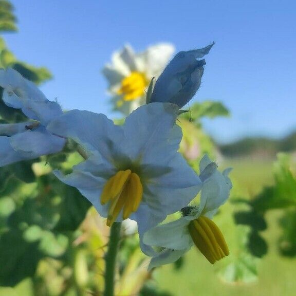 Solanum sisymbriifolium Kwiat