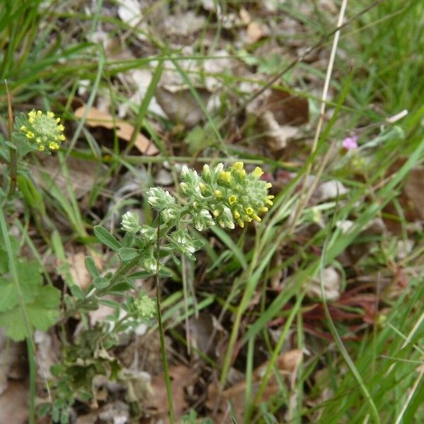 Alyssum alyssoides ᱮᱴᱟᱜ