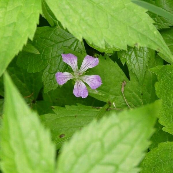 Geranium nodosum Flower