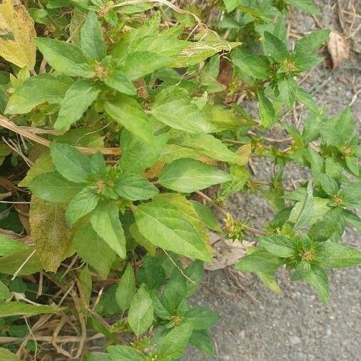 Acalypha virginica Лист