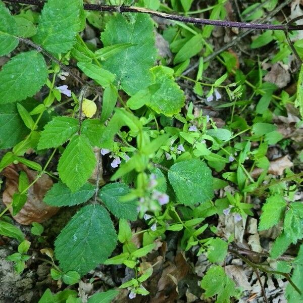 Scutellaria minor Lehti