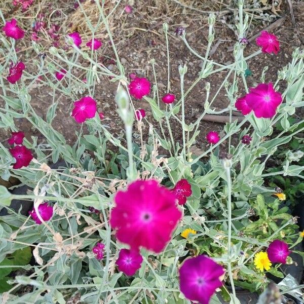 Silene coronaria Blüte