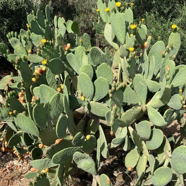 Opuntia humifusa Habitus