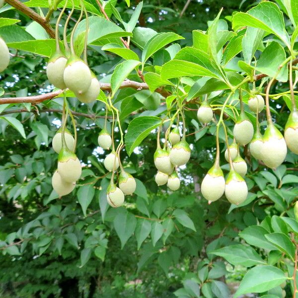 Styrax japonicus Ffrwyth