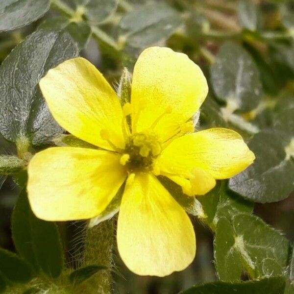 Tribulus terrestris Žiedas